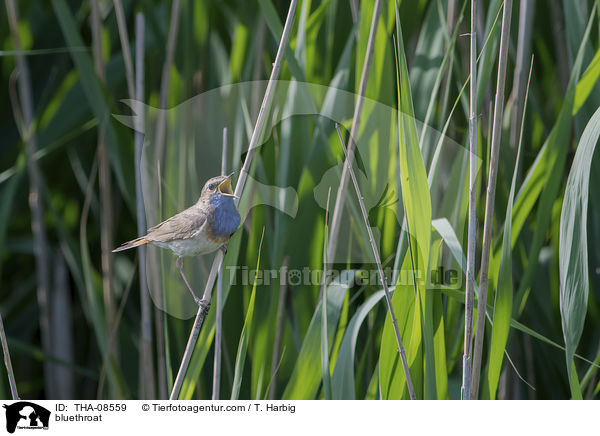 bluethroat / THA-08559