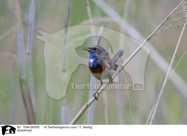 Blaukehlchen / bluethroat / THA-08590