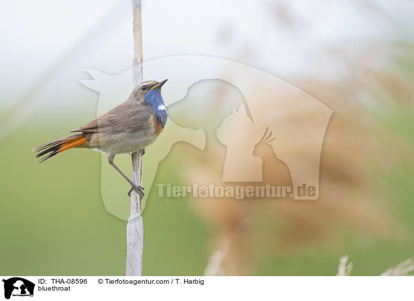 bluethroat / THA-08596