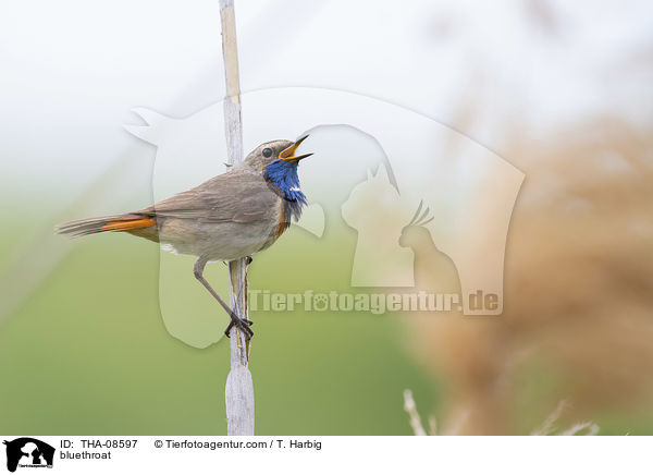 Blaukehlchen / bluethroat / THA-08597