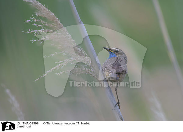 Blaukehlchen / bluethroat / THA-08598