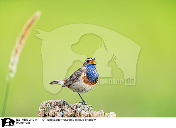 Blaukehlchen / bluethroat / MBS-24014