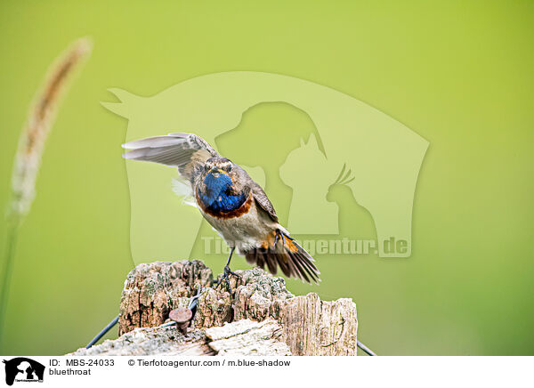 Blaukehlchen / bluethroat / MBS-24033