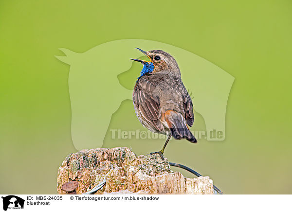 Blaukehlchen / bluethroat / MBS-24035