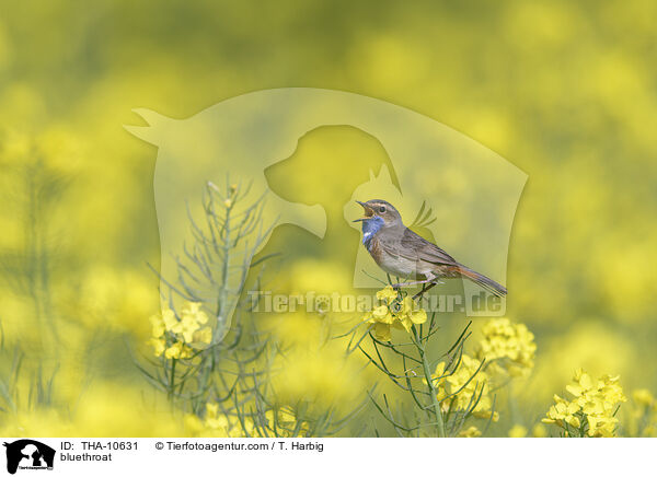Blaukehlchen / bluethroat / THA-10631