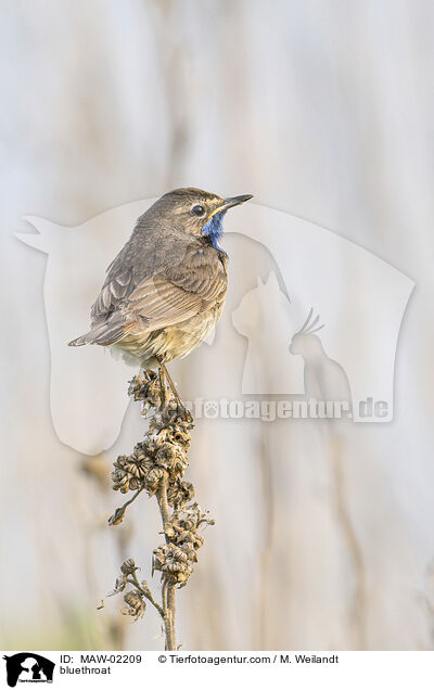 Blaukehlchen / bluethroat / MAW-02209