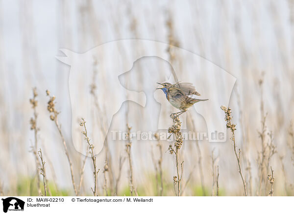 Blaukehlchen / bluethroat / MAW-02210