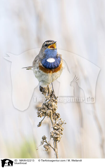 Blaukehlchen / bluethroat / MAW-02213