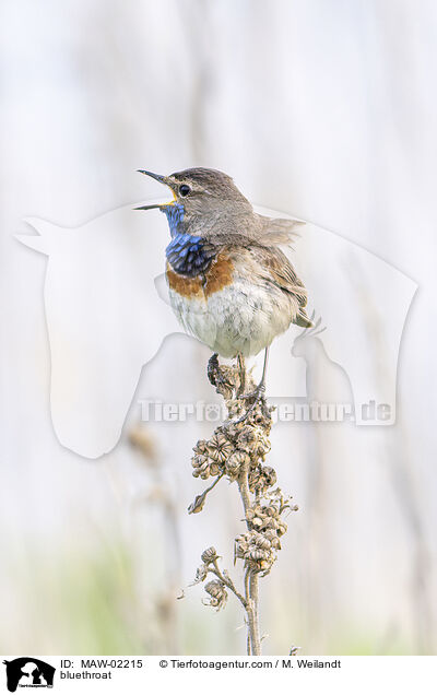 Blaukehlchen / bluethroat / MAW-02215