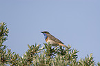 Bluethroat