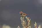 bluethroat