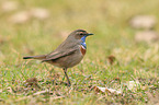 bluethroat