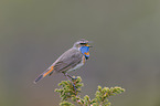 bluethroat