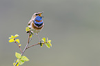 bluethroat