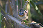 bluethroat