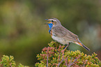 bluethroat