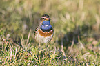 bluethroat