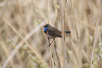 bluethroat