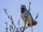 bluethroat