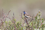 bluethroat