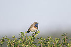 bluethroat