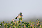 bluethroat