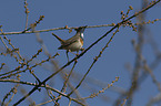 sitting Bluethroat