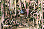 standing Bluethroat