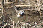 standing Bluethroat