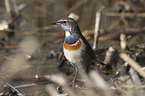 standing Bluethroat