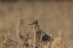 sitting Bluethroat