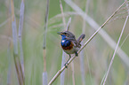 bluethroat