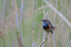 bluethroat