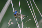 bluethroat