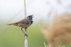 bluethroat