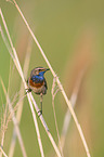 bluethroat