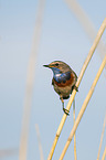 bluethroat