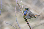 bluethroat