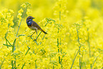 bluethroat