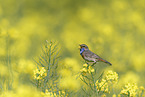 bluethroat
