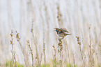 bluethroat