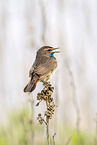 bluethroat