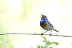 singing bluethroat