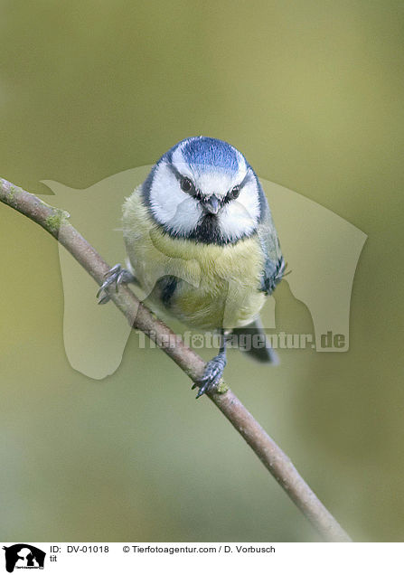 Blaumeise / tit / DV-01018