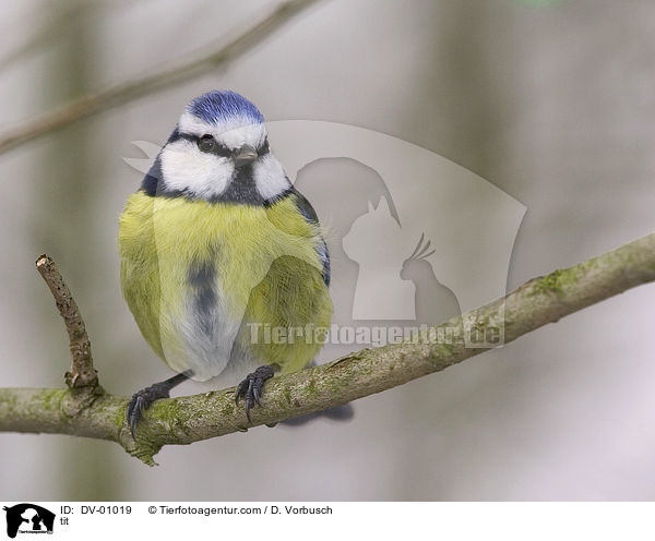 Blaumeise / tit / DV-01019