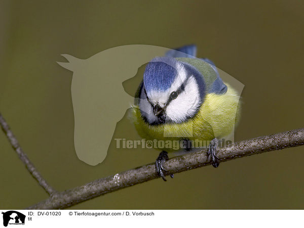 Blaumeise / tit / DV-01020