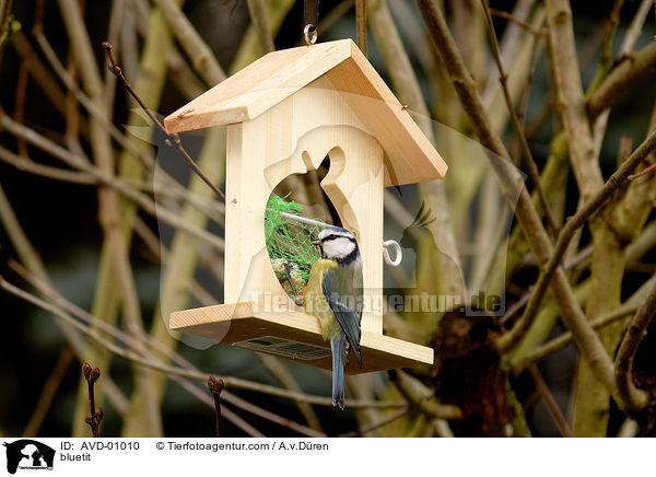 Blaumeise / bluetit / AVD-01010