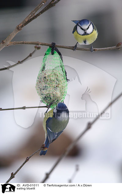 fressende Blaumeise / eating bluetit / AVD-01011