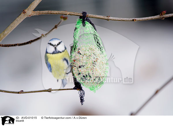 bluetit / AVD-01015