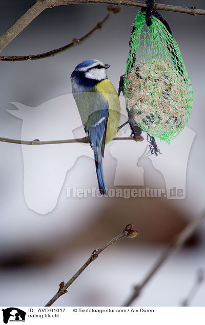 eating bluetit / AVD-01017